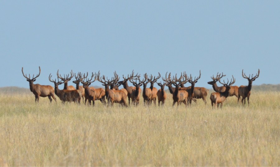 An aggregation of Elk
